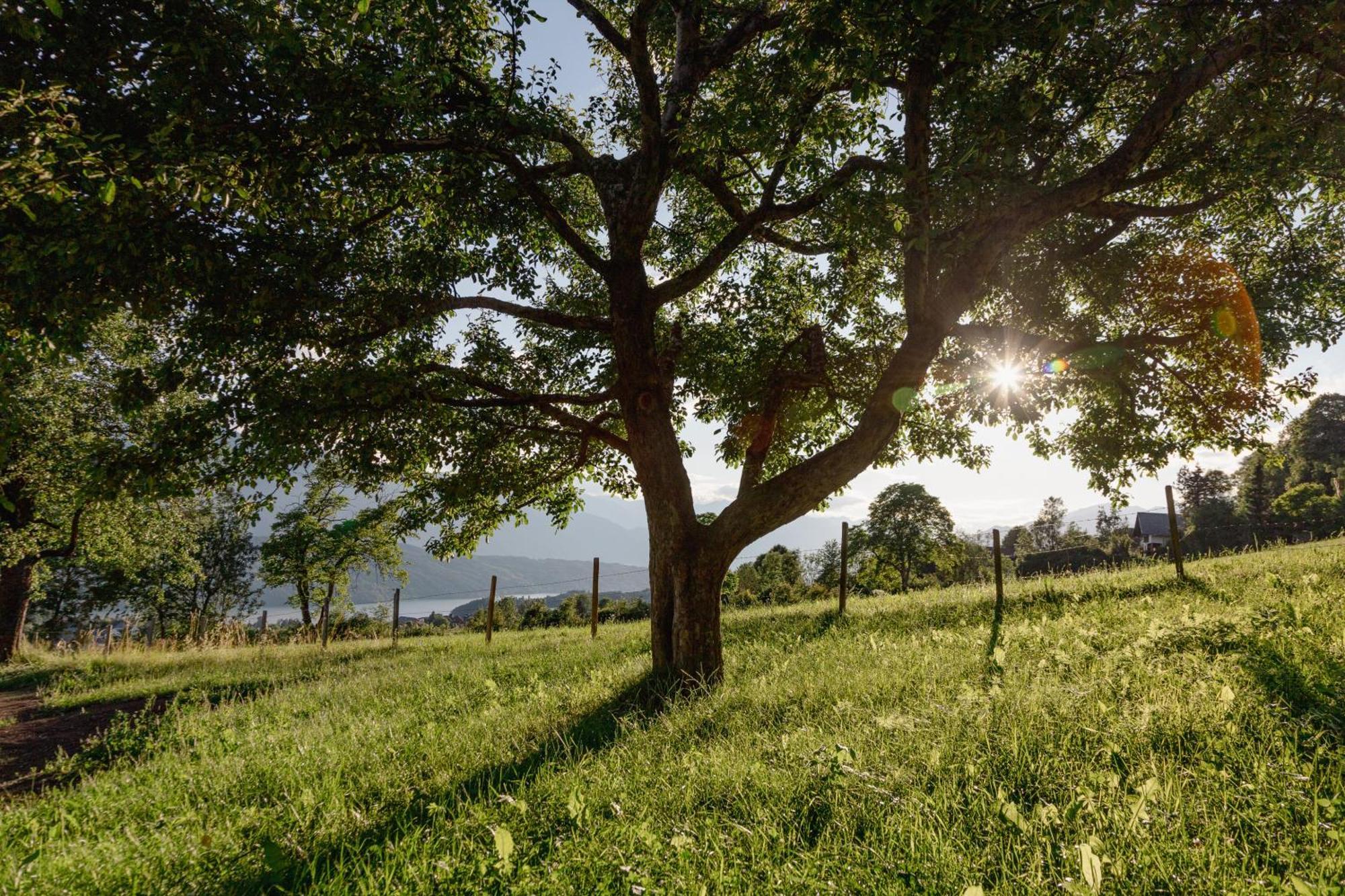 Bio- Und Vitalbauernhof Bacherhof Millstatt Buitenkant foto